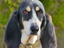 LOTTA, Hund, Mischlingshund in Griechenland - Bild 25