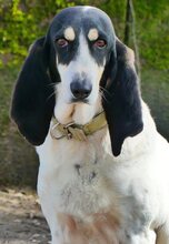 LOTTA, Hund, Mischlingshund in Griechenland - Bild 26