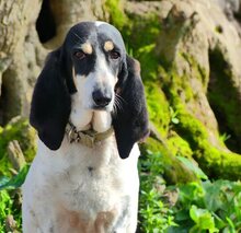 LOTTA, Hund, Mischlingshund in Griechenland - Bild 27