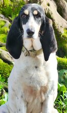LOTTA, Hund, Mischlingshund in Griechenland - Bild 28
