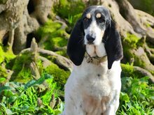 LOTTA, Hund, Mischlingshund in Griechenland - Bild 29