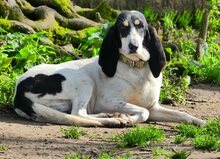 LOTTA, Hund, Mischlingshund in Griechenland - Bild 30