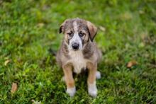 MILLA2, Hund, Mischlingshund in Bulgarien - Bild 1