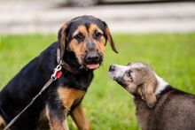 MILLA2, Hund, Mischlingshund in Bulgarien - Bild 3
