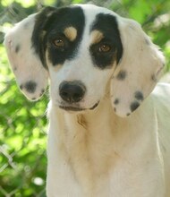 ZITA, Hund, Mischlingshund in Griechenland - Bild 1