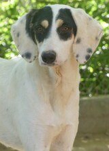 ZITA, Hund, Mischlingshund in Griechenland - Bild 10