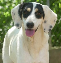 ZITA, Hund, Mischlingshund in Griechenland - Bild 12