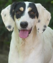 ZITA, Hund, Mischlingshund in Griechenland - Bild 14