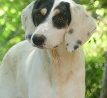 ZITA, Hund, Mischlingshund in Griechenland - Bild 15