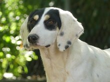 ZITA, Hund, Mischlingshund in Griechenland - Bild 16