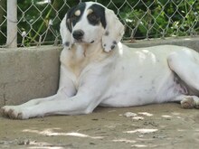 ZITA, Hund, Mischlingshund in Griechenland - Bild 17
