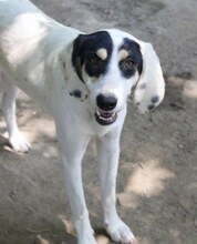 ZITA, Hund, Mischlingshund in Griechenland - Bild 18