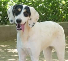 ZITA, Hund, Mischlingshund in Griechenland - Bild 2