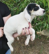ZITA, Hund, Mischlingshund in Griechenland - Bild 27