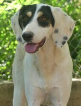 ZITA, Hund, Mischlingshund in Griechenland - Bild 6