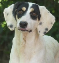 ZITA, Hund, Mischlingshund in Griechenland - Bild 8