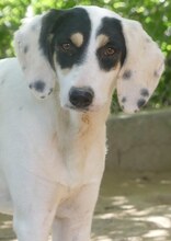 ZITA, Hund, Mischlingshund in Griechenland - Bild 9
