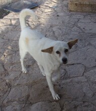 ZARAH, Hund, Mischlingshund in Bulgarien - Bild 2