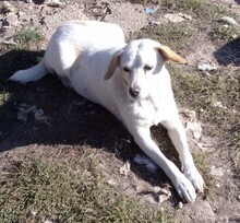 ZARAH, Hund, Mischlingshund in Bulgarien - Bild 3
