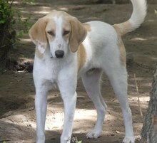 ZERO, Hund, Mischlingshund in Griechenland - Bild 10