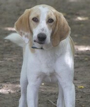 ZERO, Hund, Mischlingshund in Griechenland - Bild 12