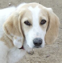 ZERO, Hund, Mischlingshund in Griechenland - Bild 17