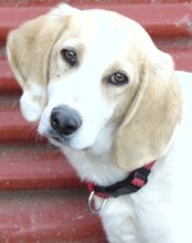 ZERO, Hund, Mischlingshund in Griechenland - Bild 18