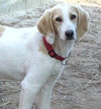 ZERO, Hund, Mischlingshund in Griechenland - Bild 22
