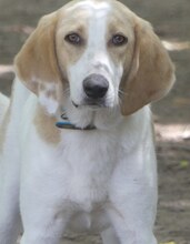 ZERO, Hund, Mischlingshund in Griechenland - Bild 3