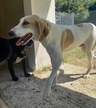 ZERO, Hund, Mischlingshund in Griechenland - Bild 8