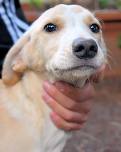 DAFFIE, Hund, Mischlingshund in Italien - Bild 4