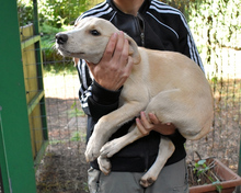 DAFFIE, Hund, Mischlingshund in Italien - Bild 5