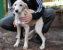 DAFFIE, Hund, Mischlingshund in Italien - Bild 6