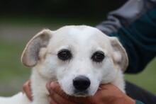 MINYA, Hund, Mischlingshund in Rumänien - Bild 1