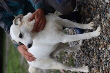 MINYA, Hund, Mischlingshund in Rumänien - Bild 2