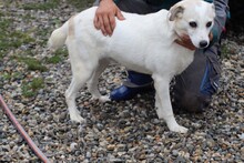 MINYA, Hund, Mischlingshund in Rumänien - Bild 3