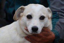 MINYA, Hund, Mischlingshund in Rumänien - Bild 4