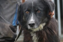 GHILALI, Hund, Collie-Australian Shepherd-Mix in Rumänien - Bild 1