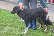GHILALI, Hund, Collie-Australian Shepherd-Mix in Rumänien - Bild 2