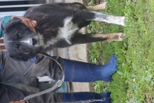 GHILALI, Hund, Collie-Australian Shepherd-Mix in Rumänien - Bild 3