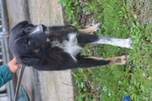 GHILALI, Hund, Collie-Australian Shepherd-Mix in Rumänien - Bild 4