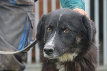 GHILALI, Hund, Collie-Australian Shepherd-Mix in Rumänien - Bild 5