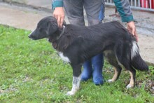 GHILALI, Hund, Collie-Australian Shepherd-Mix in Lohra-Reimershausen - Bild 2