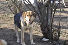 RITA, Hund, Mischlingshund in Griechenland - Bild 1