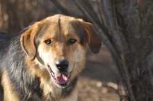 RITA, Hund, Mischlingshund in Griechenland - Bild 2