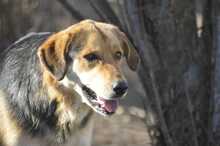 RITA, Hund, Mischlingshund in Griechenland - Bild 3