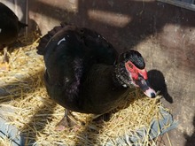 PADDEL, Vogel, Warzenente in Hamburg