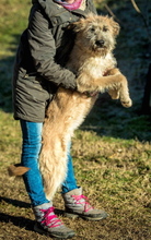 BILBO, Hund, Schnauzer-Mix in Ungarn - Bild 2