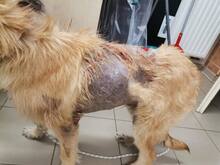 BILBO, Hund, Schnauzer-Mix in Ungarn - Bild 7