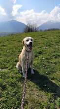ULTIMO, Hund, Maremma Abruzzenhund in Italien - Bild 2
